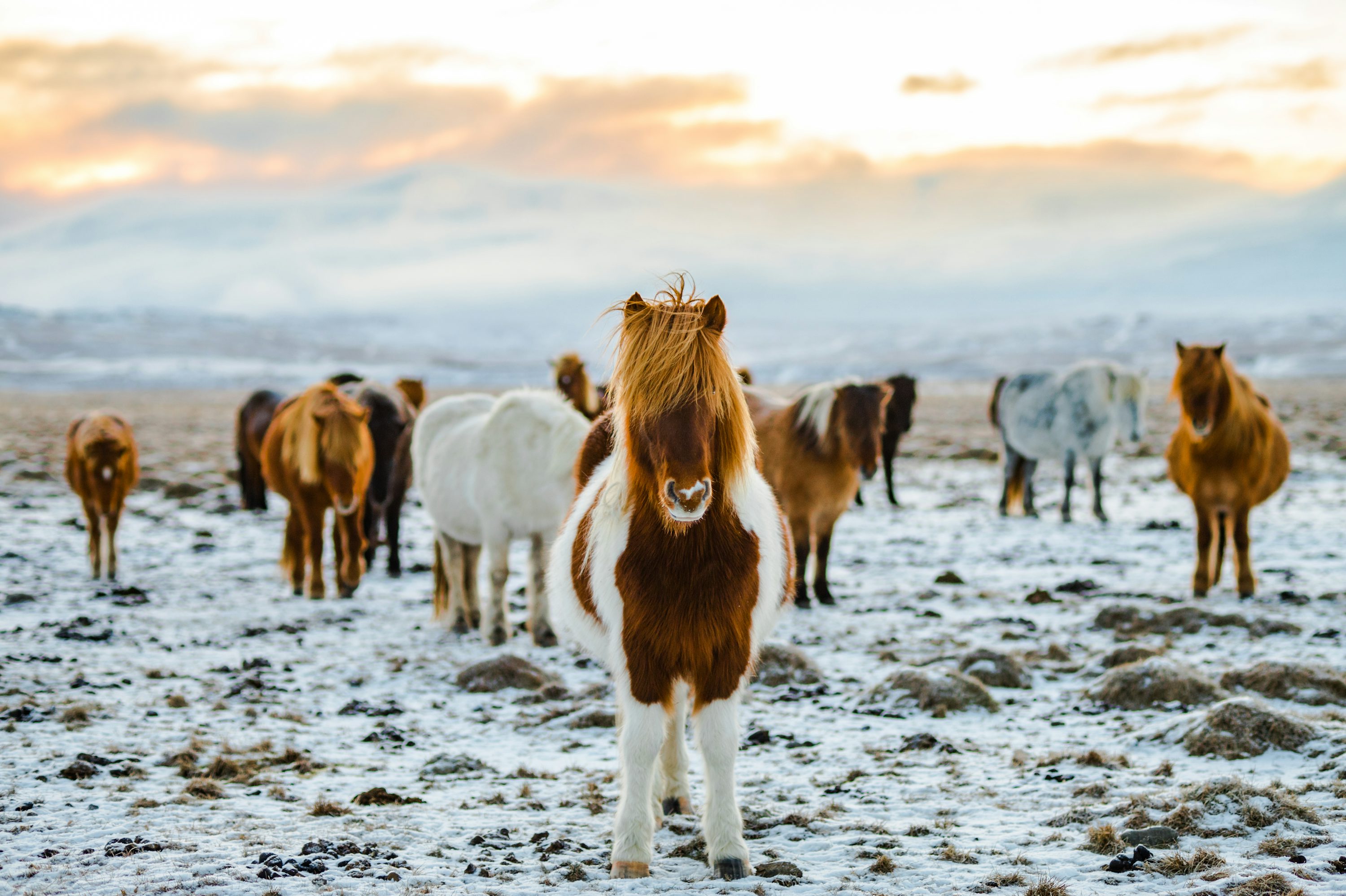 Caballos enanos en paisaje nevado