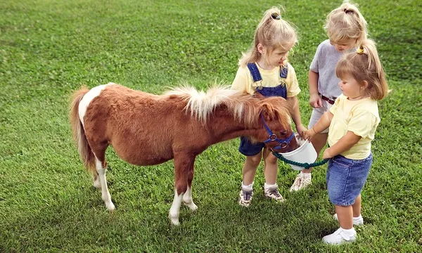 Niñas con caballo miniatura